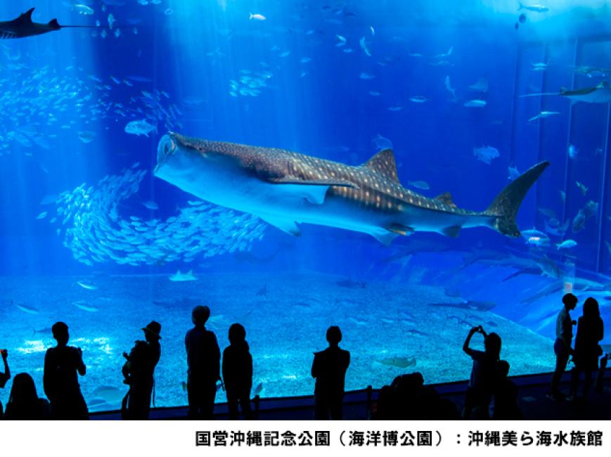 【日本 | 景點門票】日本沖繩｜美麗海水族館 Okinawa Churaumi Aquarium 門票