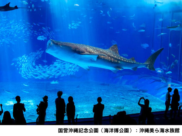 【日本 | 景點門票】日本沖繩｜美麗海水族館 Okinawa Churaumi Aquarium 門票