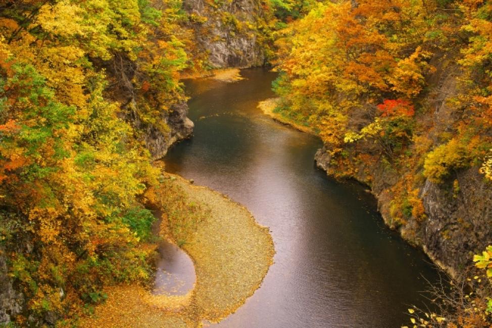 【日本 | 行程＆體驗】【2024年紅葉季】日本｜北海道賞楓｜定山溪紅葉—豐平峽—余市NITORI觀光果園採果—清酒試飲—小樽運河｜札幌出發