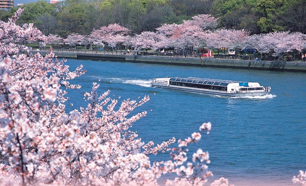 【日本 | 行程＆體驗】關西賞櫻一日遊｜水上巴士賞櫻船・背割堤櫻花隧道・大阪城公園千本櫻・京都宇治散策｜大阪出發