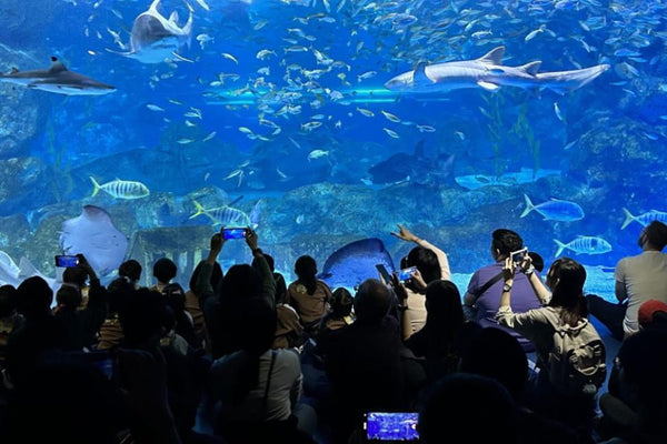 【韓國 | 景點門票】COEX 水族館門票