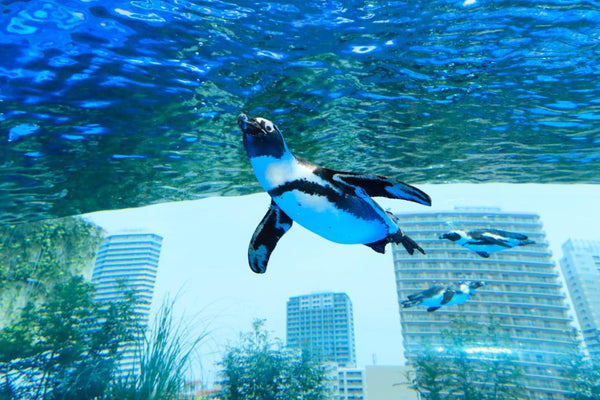 【日本 | 景點門票】日本東京｜池袋 SUNSHINE 陽光水族館、SUNSHINE 陽光 60 瞭望台展望公園（可加購東京地下鐵24小時車票）