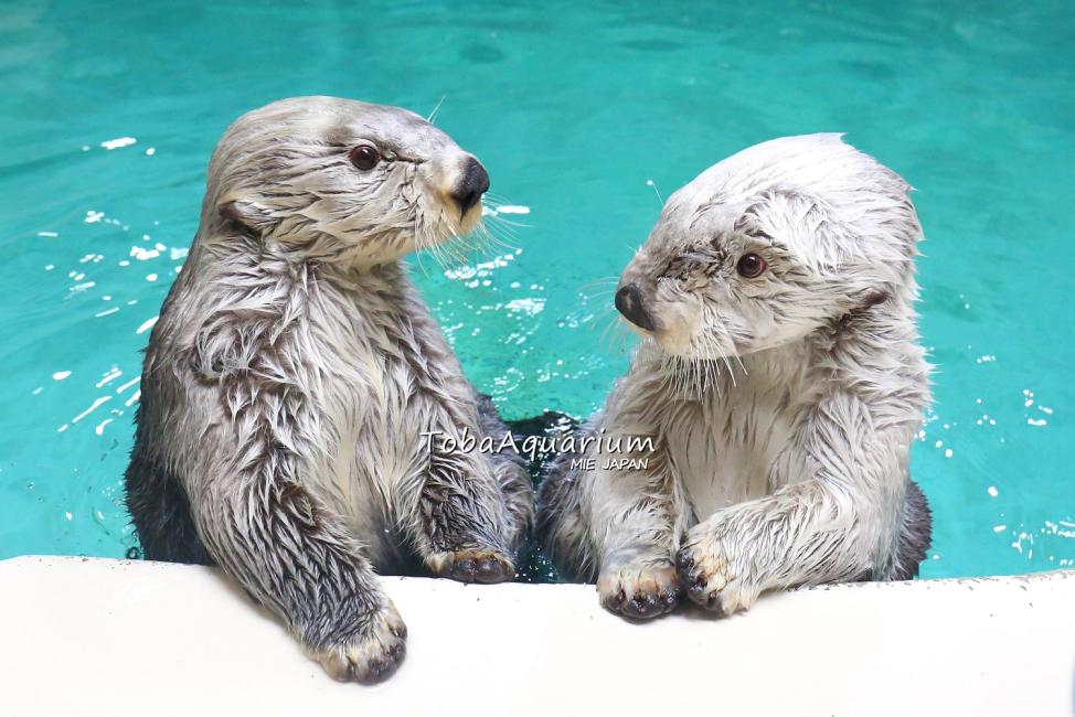 【日本 | 景點門票】日本三重｜鳥羽水族館門票｜即買即用