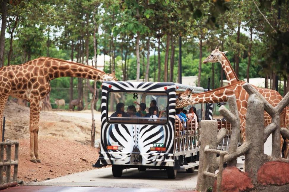 【泰國 | 景點門票】清邁夜間動物園門票 Chiang Mai Night Safari