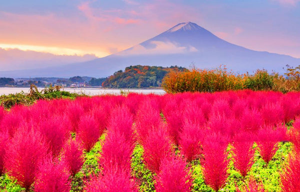 【日本 | 行程＆體驗】富士山一日遊 網紅雙景｜新倉山淺間公園、忍野八海、河口湖大石公園or楓葉迴廊、西湖療癒之裡根場｜贈送美味草餅（東京出發）