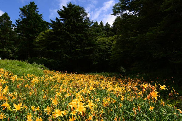 【日本 | 景點門票】【2024紅葉季】日本｜神戶六甲高山植物園門票