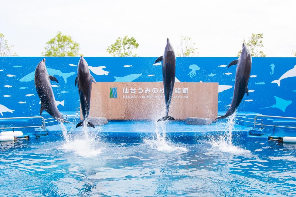 【日本 | 景點門票】日本仙台｜仙台海洋森林水族館 Sendai Umino-Mori Aquarium 門票