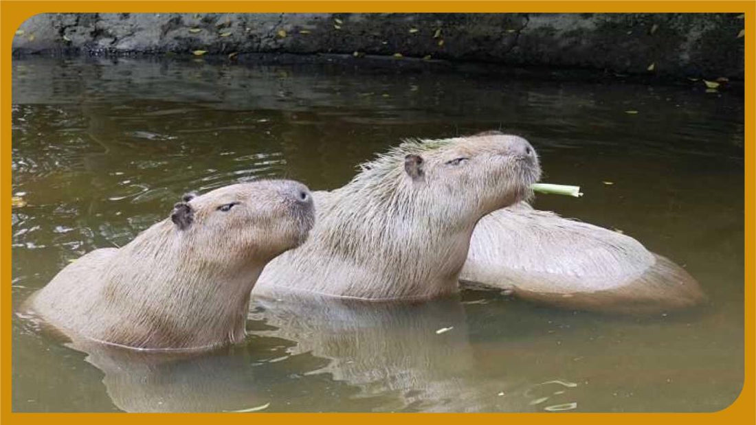 【台灣 | 景點門票】【限量場次】台南學甲｜頑皮世界野生動物園｜水豚互動體驗預約