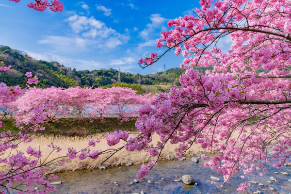 【日本 | 行程＆體驗】伊豆賞櫻一日遊 | 伊豆水果公園採草莓・河津櫻・櫻花之里・城崎海岸 | 新宿出發