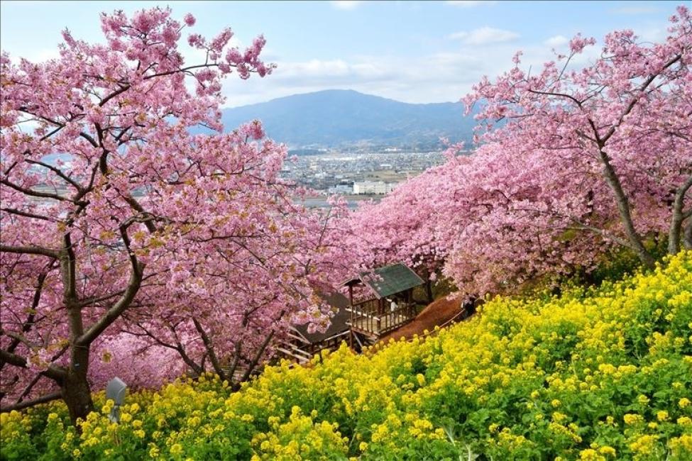 【日本 | 行程＆體驗】賞櫻一日遊，含午餐和小吃！河津櫻花和油菜花的壯麗景色！松田櫻花祭 / 熱海梅園 / 能量點 君宮神社 [新宿/上野/東京出發]