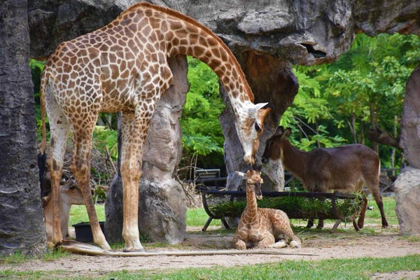 【泰國 | 景點門票】【芭堤雅最大野生動物園】泰國 | 綠山國家動物園門票