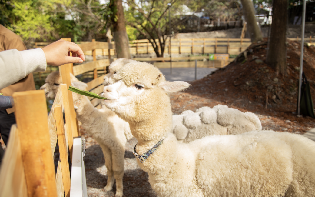 【台灣 | 景點門票】【獨家 9 折】宜蘭 | 水岸森林物語動物園區門票